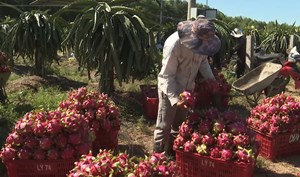 Bản quyền giống thanh long ruột đỏ và bài học tuân thủ pháp luật sở hữu trí tuệ khi hội nhập quốc tế (02/03/2023) 